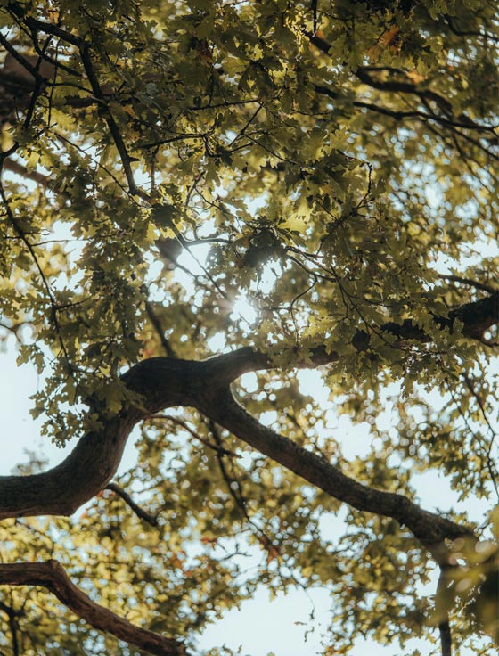 Our Enviroment, Our Planet